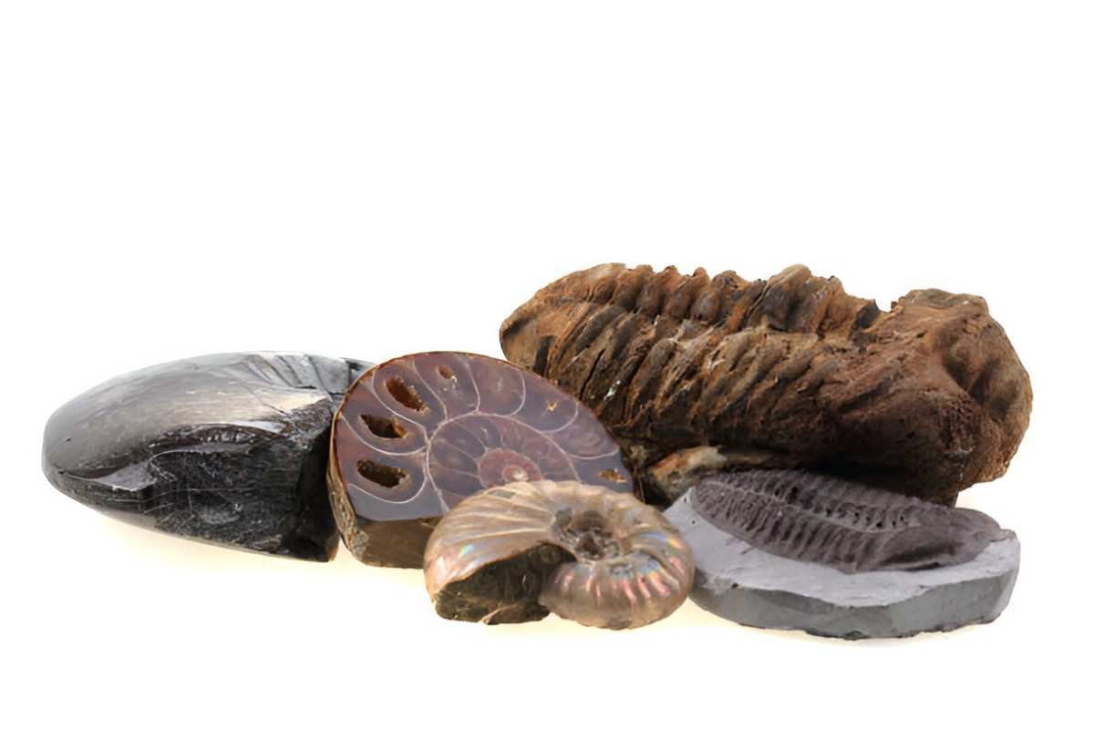 Fossils a Good Investment