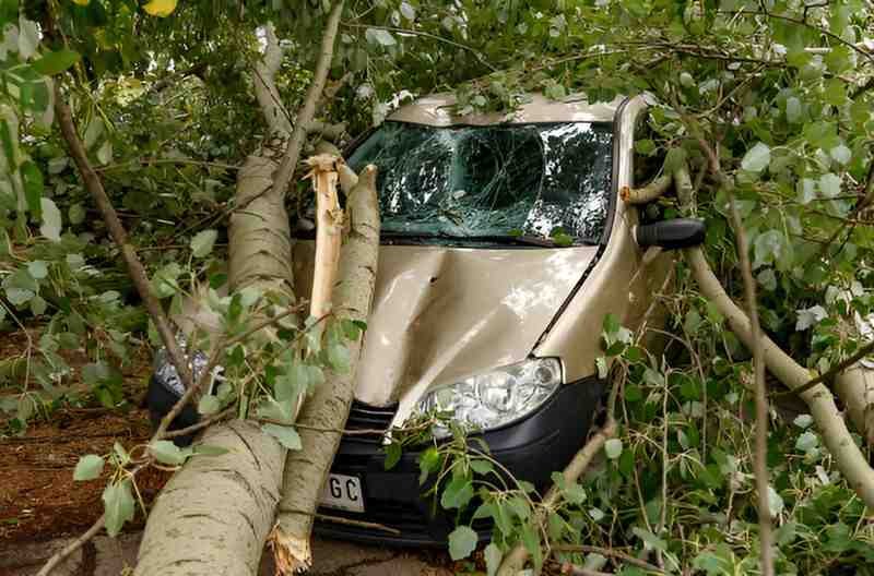 Understanding Insurance Coverage for Tree Damage A Comprehensive Guide for Car Owners